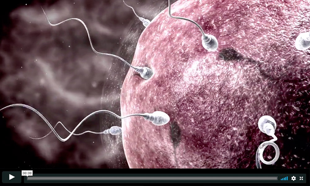 Medizinische 3D Animation - Befruchtungsprozess bei Pferden